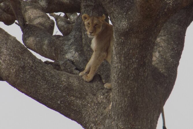 Enjoy a Private Day Trip to Lake Manyara National Park. - Pickup and Start Time