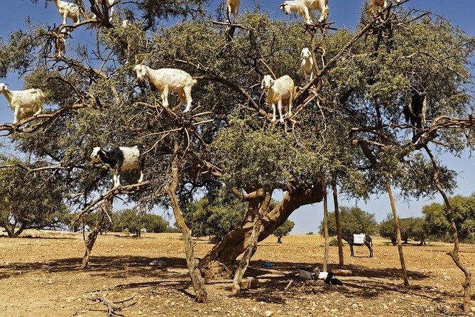 Essouira Full-Day Tour From Agadir With a Group - Exploring Essaouiras Medina
