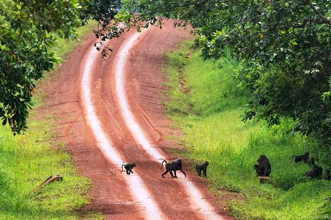 Experience Chimpanzee Trekking in Budongo Forest - The Trekking Experience