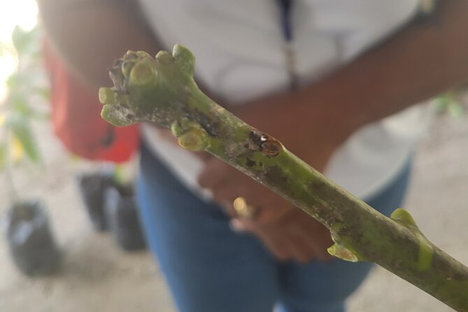 Explore Tropical Fruits & Flowers on Barbados Premier Eco-tour! - Discover Exotic Flowers