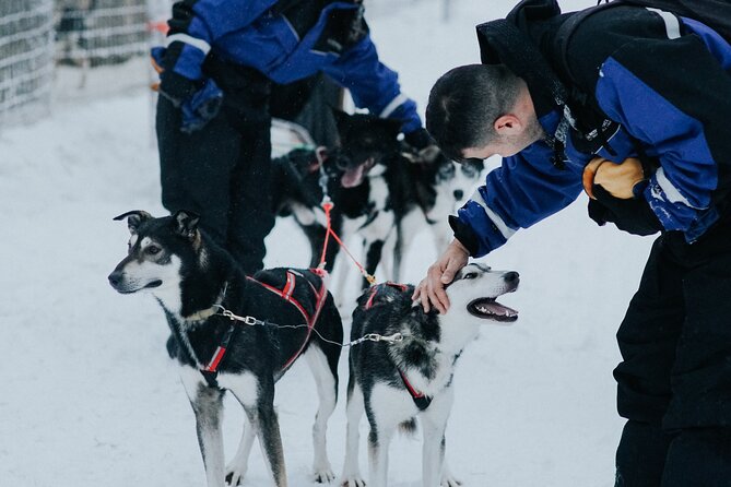 Family Day: Reindeer, Husky and Snowmobiling in Levi - Feedback and Recommendations