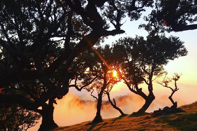 Fanal Forest Private Sunset Hike - The Sum Up