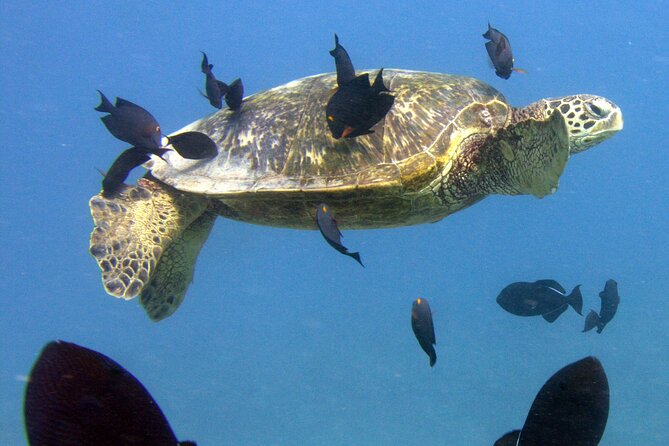 First Time Introductory Scuba Dive - Traveler Feedback and Experiences