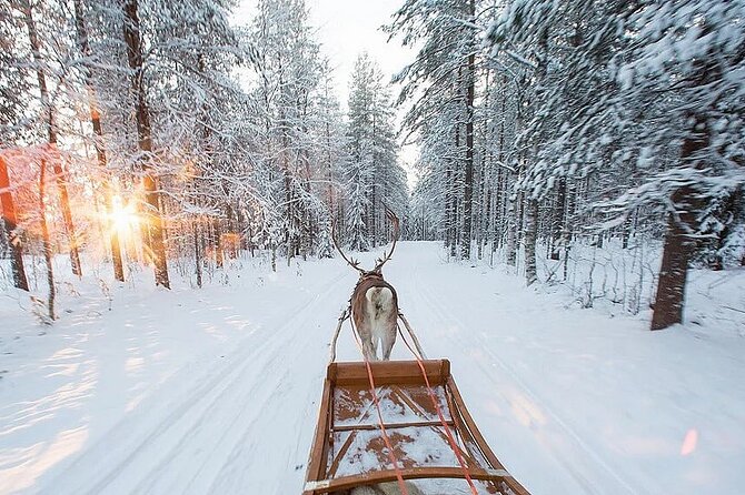 Forest Trail Reindeer Safari - Customer Reviews