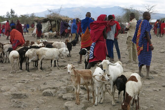 From Arusha: 7 Days Classic Safari Central Northern Circuit - Pricing and Cancellation Policy