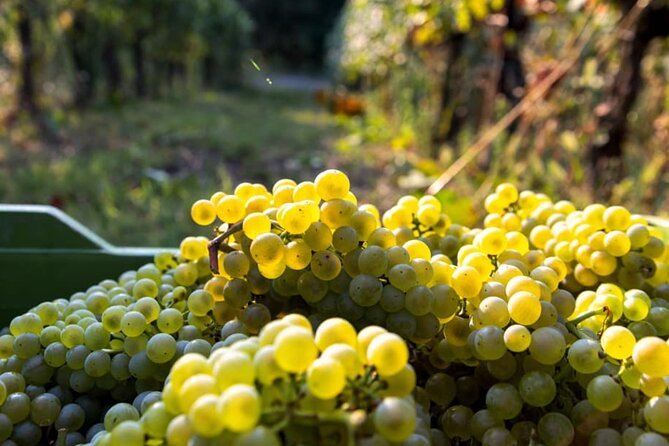 From MILAN Private Franciacorta & Amarone Valpolicella Wine Tour - Discovering Amarone Valpolicella Wines