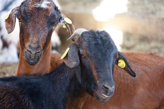Fuerteventura Villages Caves and Farm Tour With Lunch From North - Lunch and Local Delicacy Tasting