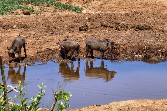 Full Day Addo Park Tours and Safari in South Africa - Booking Information and Policies