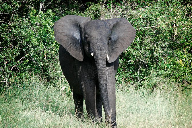Full-Day Arusha Tarangire National Park Private Tour - Frequently Asked Questions