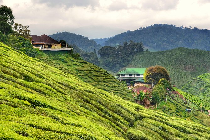 Full-Day Cameron Highlands & Batu Caves Tour - The Sum Up