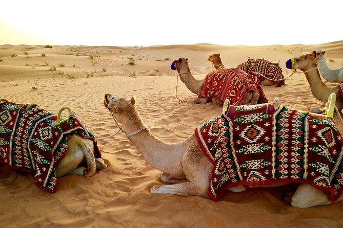Full-Day Desertsafari With Camel Ride,Inlandsea & BBQ Desert Camp - Booking and Pricing