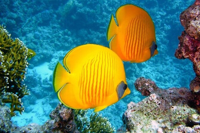 Full Day Diving for Beginners With Lunch in Hurghada - Reviewing the Tour Experience