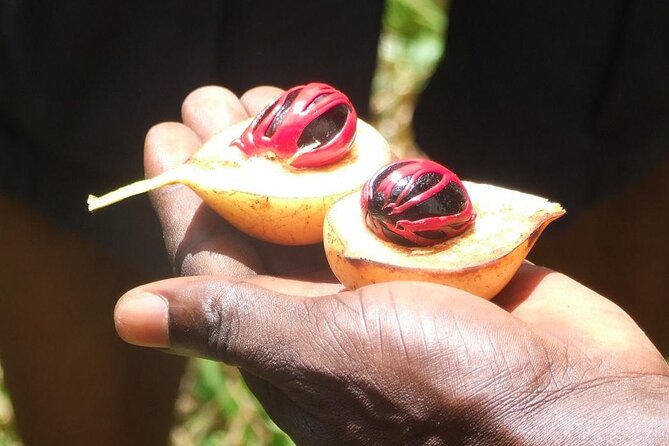 Full-Day Guided Private Dolphins Tour+ Monkeys + Stone Town &Spice Farm Zanzibar - Customer Reviews