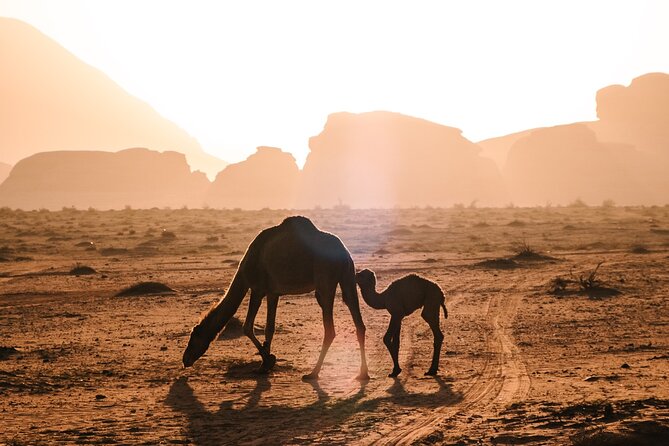Full Day Jeep Tour in Wadi Rum Desert - Booking Information
