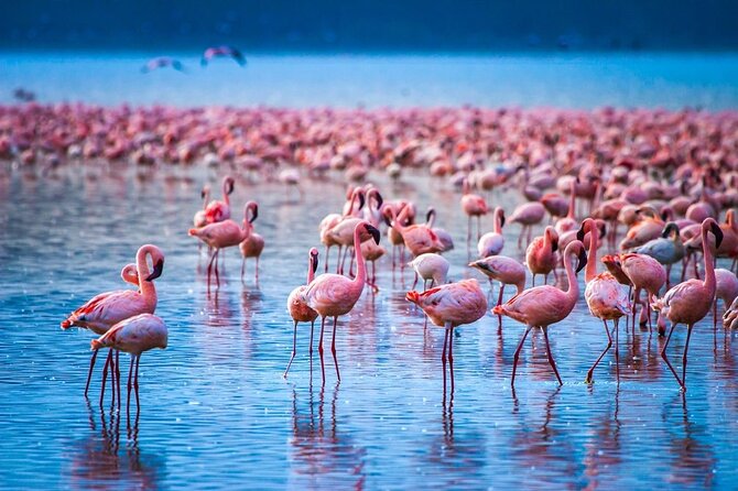 Full-Day Lake Nakuru National Park Private Tour From Nairobi - Booking and Cancellation Policy