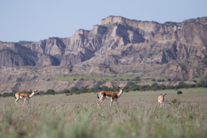 Full-Day Private Wilderness Tour in Vashlovani National Park - Booking Flexibility