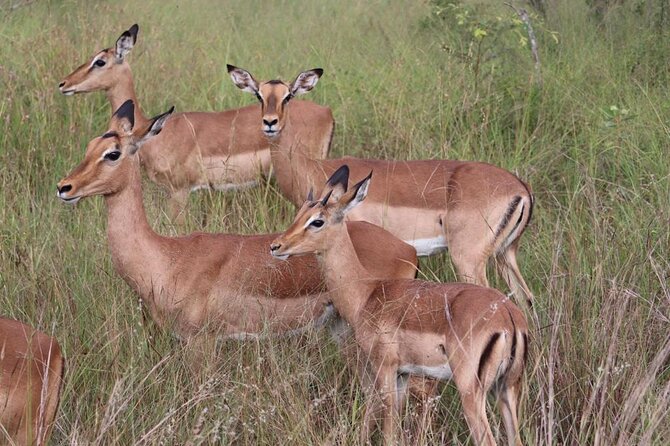Full-Day Safari in Maputo National Park - Customer Reviews and Feedback