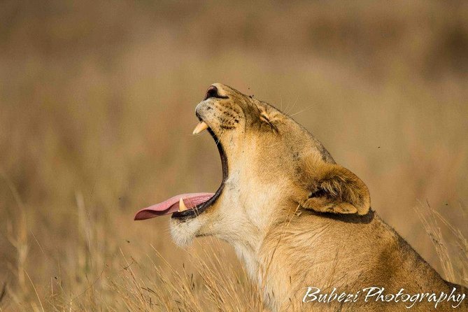 Full Day Safari - Kruger National Park - Reviews and Ratings