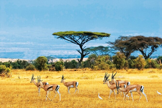 Full Day Safari to Mikumi National Park From Zanzibar With Lunch - Customer Reviews and Feedback
