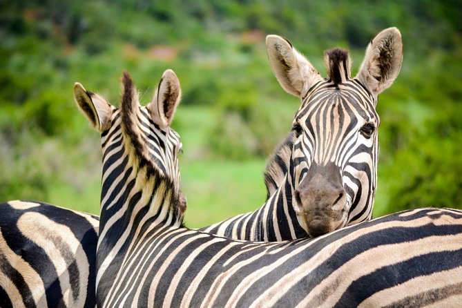 Full Day Safari Tour In Addo Elephant National Park - Savoring the Braai Lunch