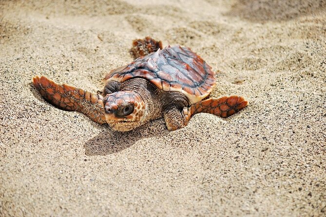 Full Day Sal Island Tour in Santa Maria - Booking and Cancellation Policies