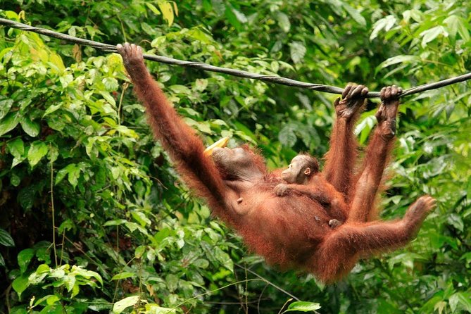 Full-Day Sepilok Orangutan and Sandakan City Trail From Kota Kinabalu - Booking Information