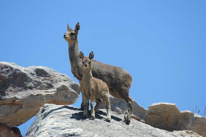 Full-Day Swartberg Mountain PRIVATE Tour (Including Lunch and Transfers) - Transportation and Logistics