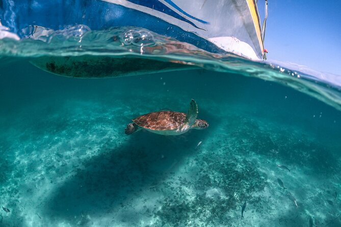 Full Day Tulum Ruins Tour Cenote and Swimming With Sea Turtles - Diving Into the Cenote