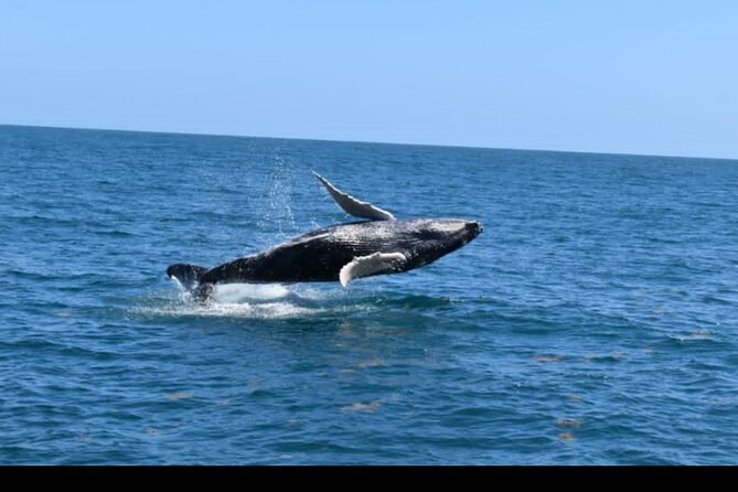Full-Day Whale Watching Tour in Samana Bay From Uvero Alto - Preparing for the Tour