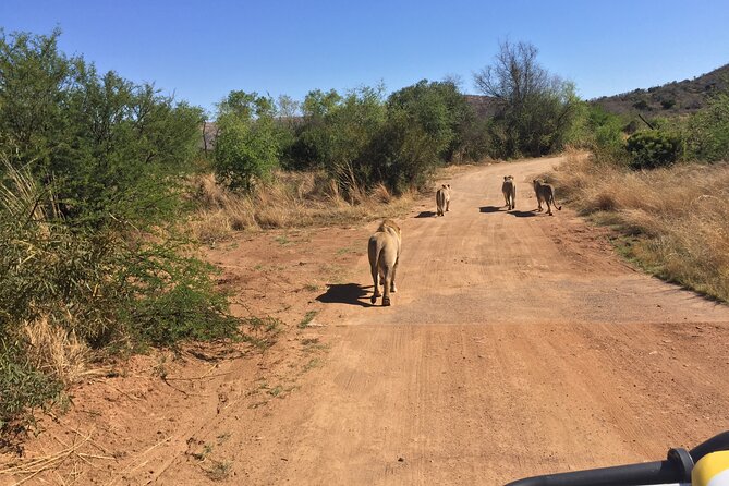 Fully Inclusive Pilanesbserg Safari From Johannesburg - Accessibility and Age Restrictions