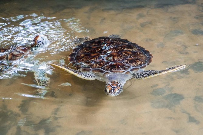 Galle & Bentota River Safari Private Tour From Beruwala Hotels - Tips for Travelers