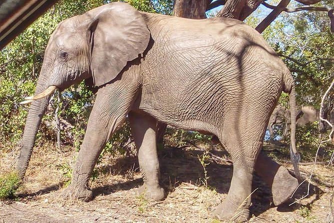 Game Drive Into the Musi Otunya National Park - Accessibility and Group Information