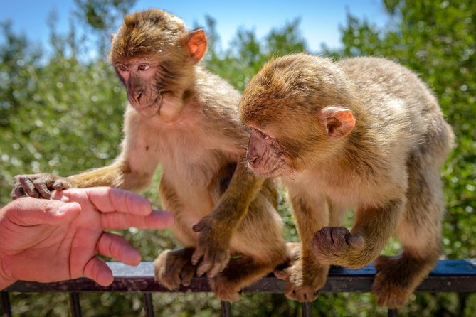 Gibraltar Inside Out Panoramic Tour 1hrs Plus - Customer Reviews and Ratings