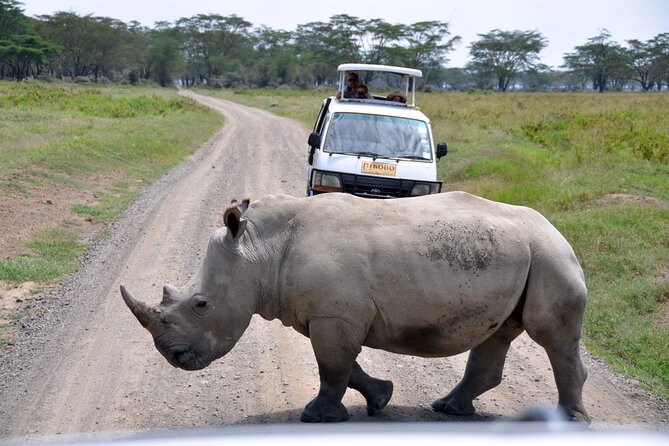 Giraffe Center, Elephant Orphanage and Nairobi National Park Day Tour Nairobi - Customer Reviews and Feedback