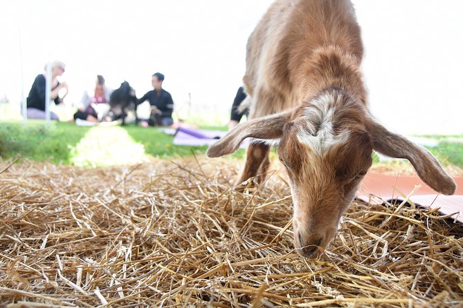 Goat Yoga and Wine Tasting - Combining Yoga and Wine Tasting
