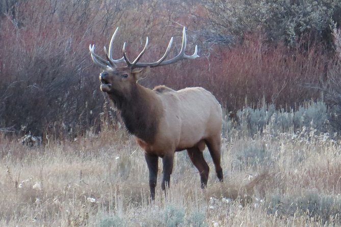 Grand Teton National Park - PRIVATE Sunrise Tour From Jackson Hole - What to Expect