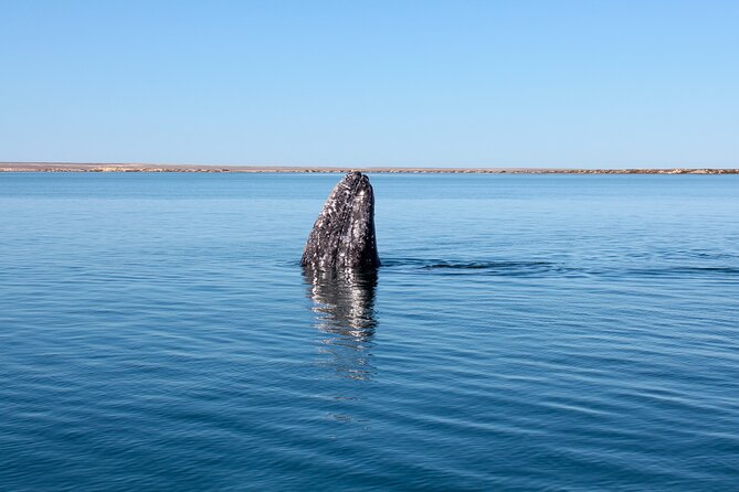 Gray Whale Watching Tour With Marine Biologist and Small Group - Booking and Cancellation