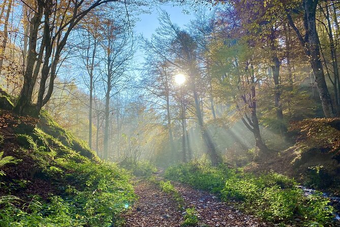 Guided Balkan Deep Forest Tour - Forest Trail Highlights