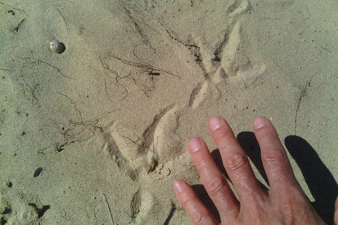 Guided Marine Walk: - Sardinia Bay (Marine Protected Area) - 3 Hours - Rare Local Plants and Flowers
