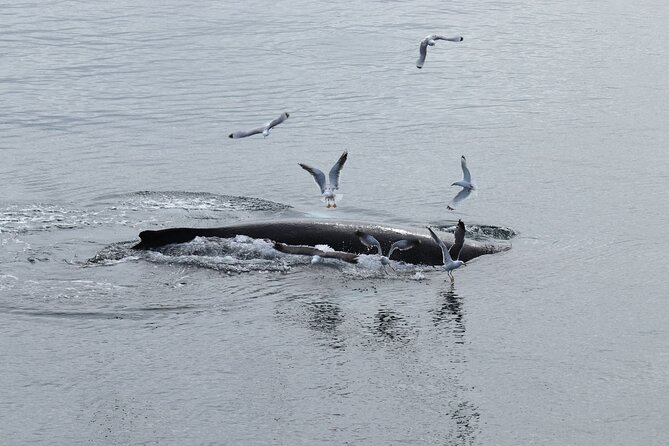 Guided Whale Watching Experience From Reykjavik - What to Expect on Board