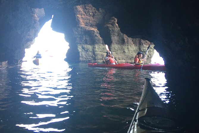 Guided Wildlife and Sea Cave Kayak Safari in English Riviera - Group Size and Accessibility