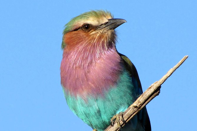 Half-Day Birding Tour of Livingstone - Nearby Attractions and Activities