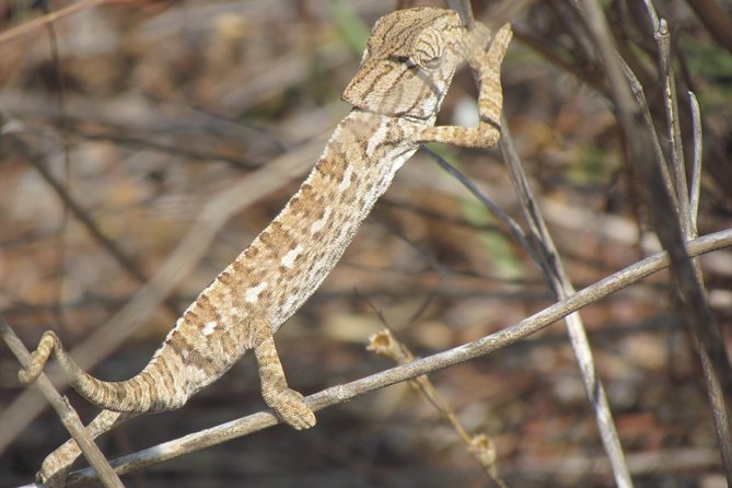 Half-Day Birdwatching Around Faro - The Sum Up