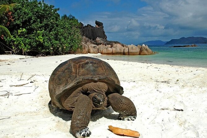 Half Day Curieuse and St Pierre Island Seychelles - Tips for Your Visit