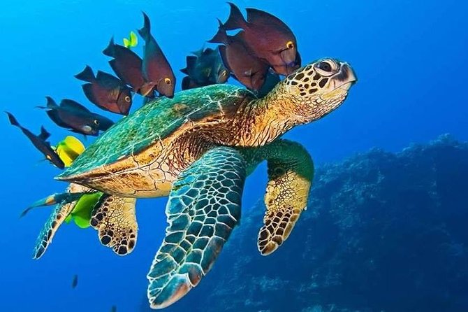 Half-Day Dolphin & Snorkeling Tour in Mnemba Island Zanzibar - Customer Experiences