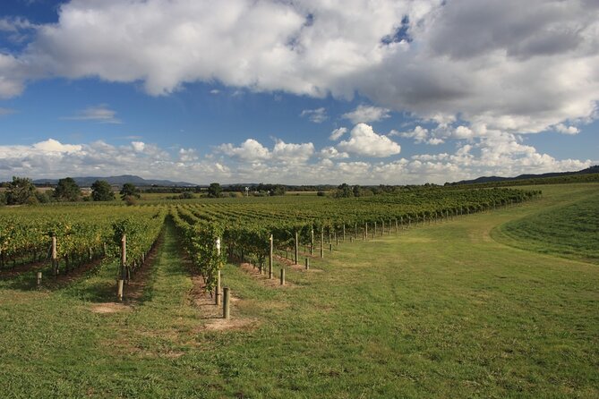 Half-Day Gramma Wine Tasting Tour in Iasi - The Sum Up