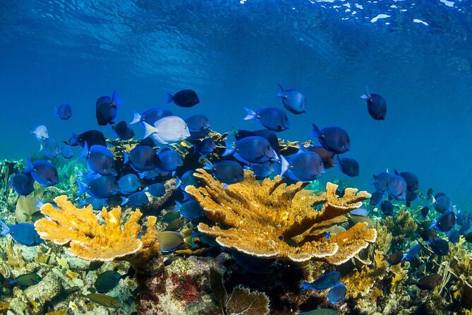 Half Day Guided Snorkeling Adventure in Puerto Morelos - Relaxation at the Beach Club