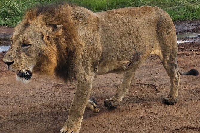 Half-Day Nairobi National Park Private Tour With Admission - Experiencing Wildlife Viewing