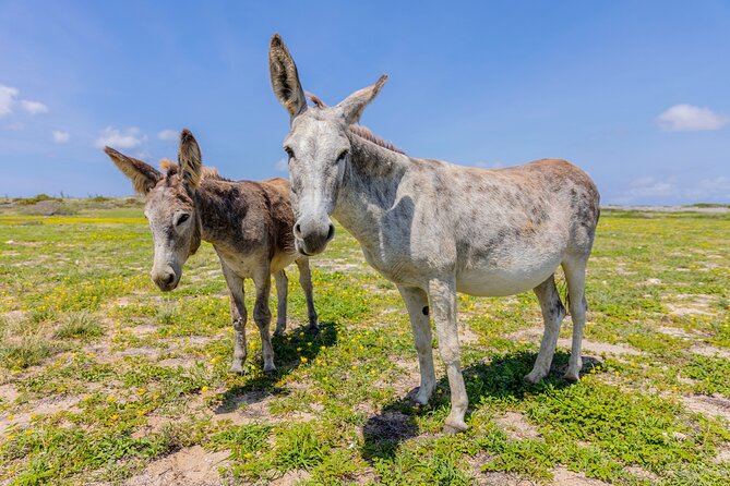 Half Day National Park Safari Tour and Baby Beach - Scenic Truck Ride