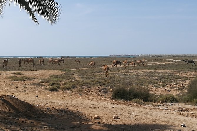 Half Day Tour - Discover Beauty of East Salalah. - Customizable Experience